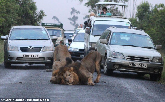 Rear-view mirror: The two lions use the faeces to disguise their own smell for an upcoming hunt