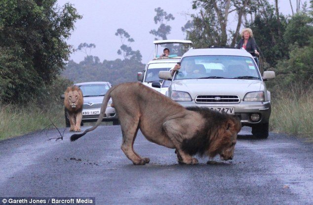 Even better: The lions find the perfect place for a lie-down - in the middle of the road in a pile of buffalo dung