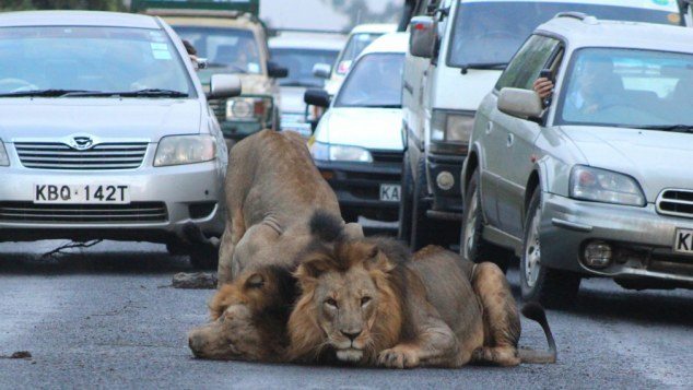 Amateur South African snapper Gareth Jones was one of the drivers stuck in the traffic jam last month and decided to get out and photograph the unique scene at 6.40 a.m.