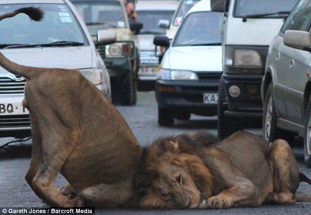 Roadkings: The animals showed complete disregard to the traffic trying to get around them as they lay down on the street