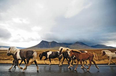Iceland's Fjords by Horseback : Saddle Up for the "Ride of a Lifetime"