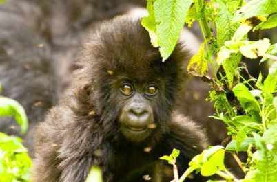 Uganda/Rwanda Gorilla Trek: What Adventure Women Are Saying