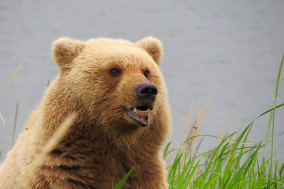Alaska Wildlife Safari: A young female bear at Bear Camp, Lake Clark -Valerie Quintard