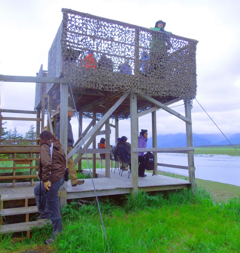 Women looking for grizzly bear on view platform in marsh women only adventures
