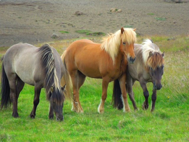 Iceland horse - 3 horses