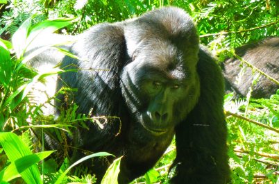 Uganda Gorilla Trek & Wildlife Safari