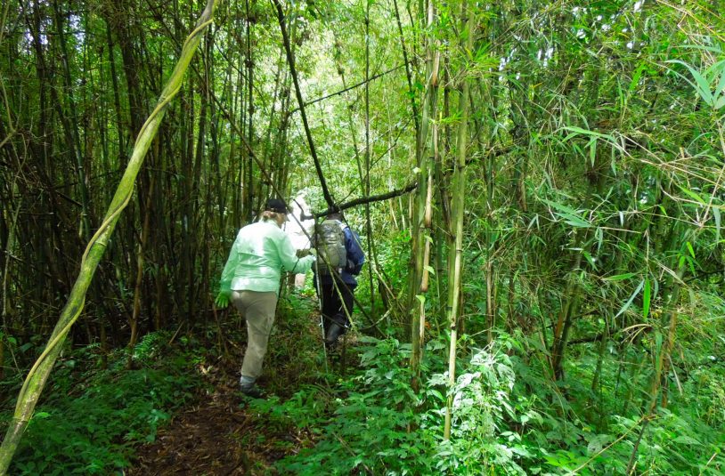 Bwindi's Impenetrable Forest is a true African jungle women's travel groups Uganda