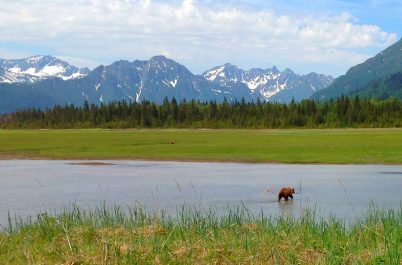 2016 Alaska Bear Viewing & Wildlife Safari: "Sneak Peak" Video