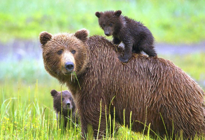 Grizzly cubs playing in marsh with their mother