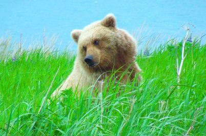 Alaska Bear Viewing & Wildlife Safari