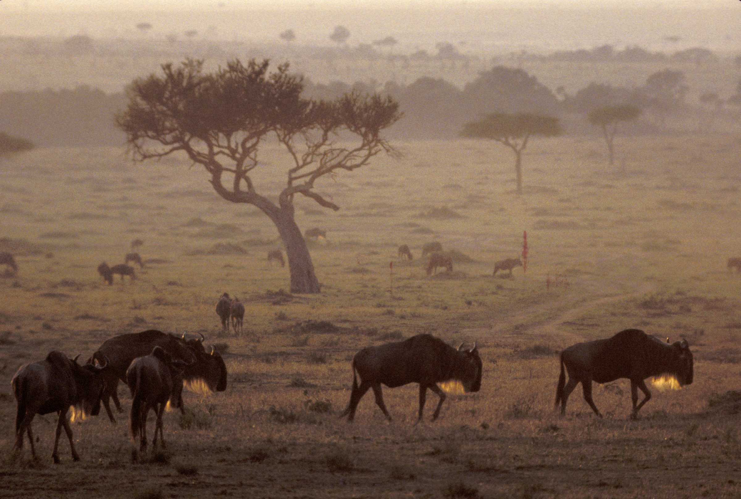 Great herds of wildebeest, zebras, and other animals travel the Serengeti Plain... 