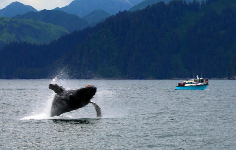Women only trips in Alaska featuring whale watching