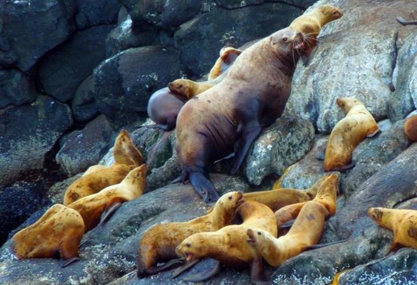 Seal pups and their mom on the rocks in resurrection bay