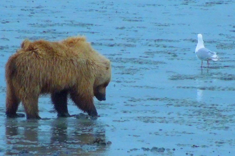 Grizzly bear digging for razor clam