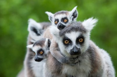 Madagascar: Artisans, Baobabs, & Lemurs