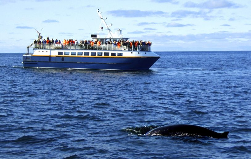 Whale watching in Iceland women travel groups
