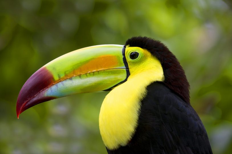 Vibrant Toucan bird in junglie in Costa Rica