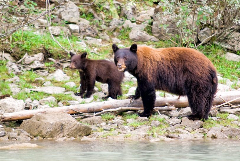 Mama bear and cub along riverbanks. women only adventures