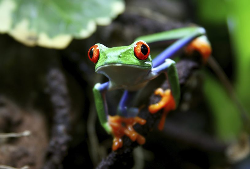 A tree frog playfully poses on women's multi-sport trip to Costa Rica