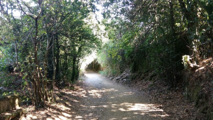 Shaded by canopies of trees along the Camino Way, Spain. women only adventures