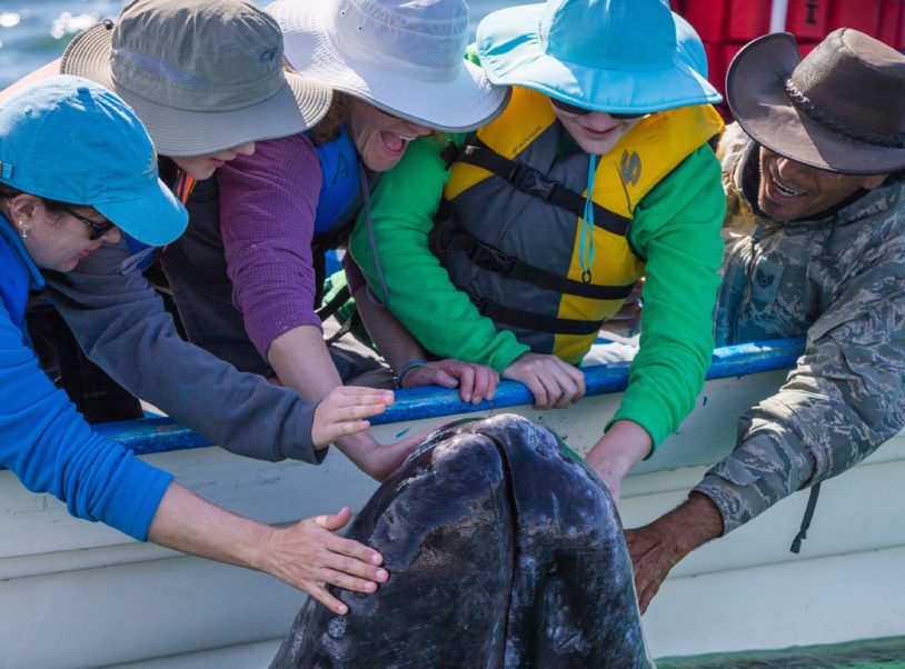 AdventureWomen touching the nose of a friendly grey whale who has come to visit their boat