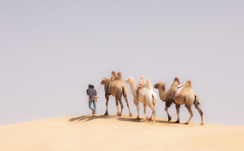 Camels in Gobi Desert