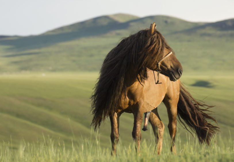 A marvelous Mongolian stallion bathed in golden late afternoon light.