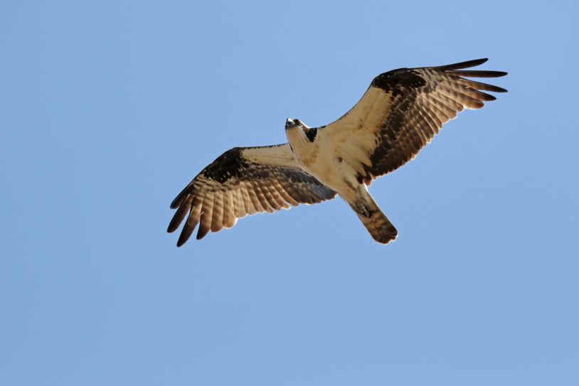 An osprey flying over me looking for it's next meal of fish.