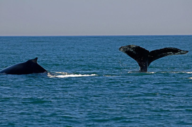 The two whales are swimming very close to each other. They are part of a pod.