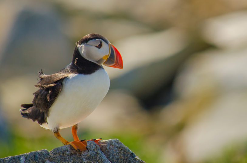 a little Puffin standing on the rock
