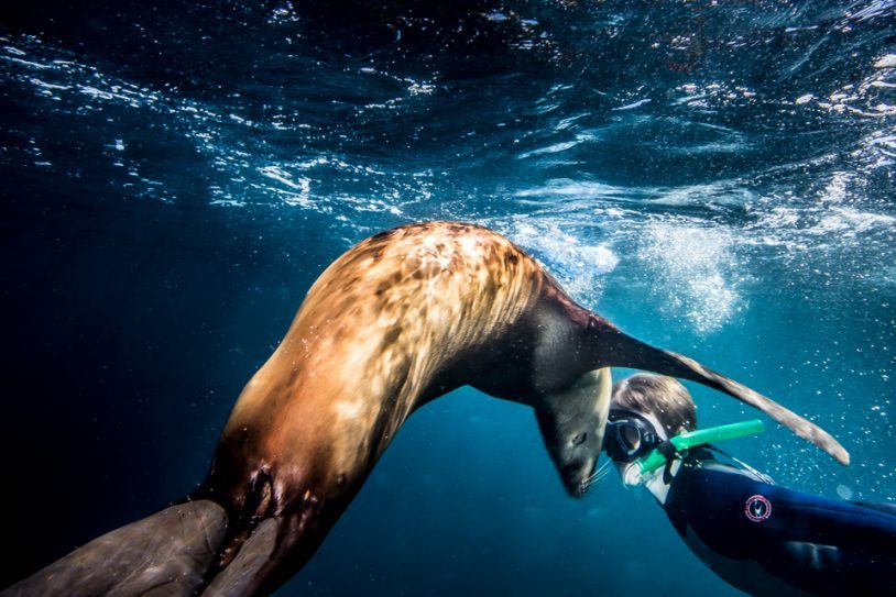 A seal lion being playful and flirtatious with a female snorkeler. women only adventures