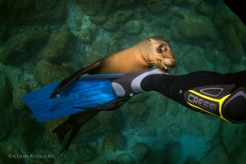 a sea lion flirting with a woman's fin