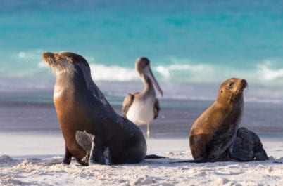 Galapagos Islands: Wildlife Cruise By Private Yacht