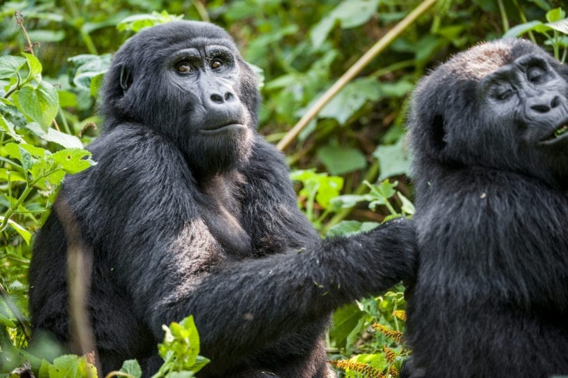 Mountain gorillas in their natural habitat women trip Uganda