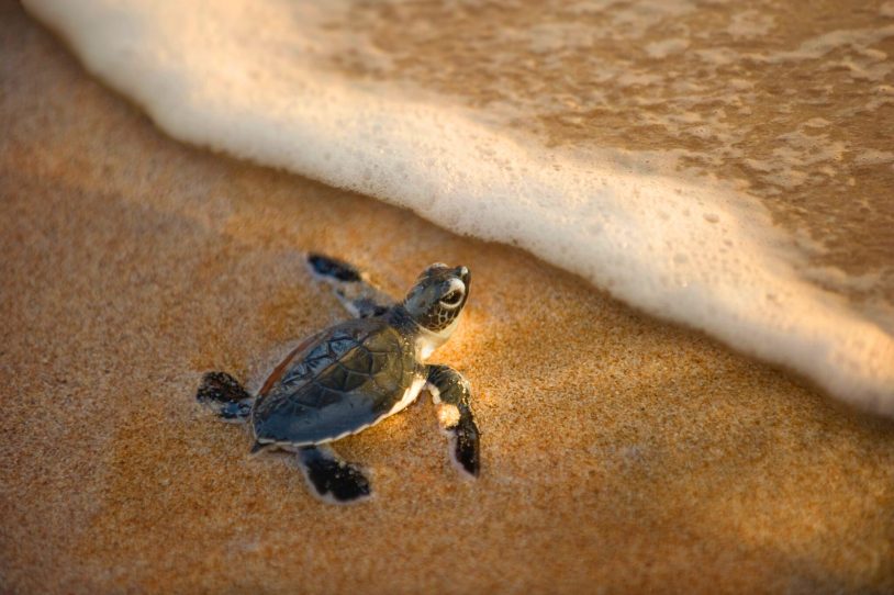 Baby sea turtle in Tortuguero at the edge of ocean surf