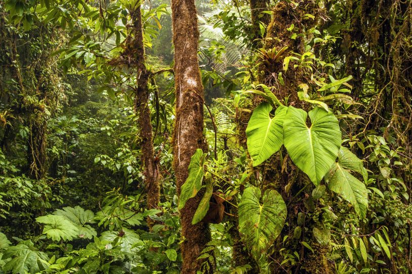 Cloud forest thick with trees, leaves and vines in Costa Rica