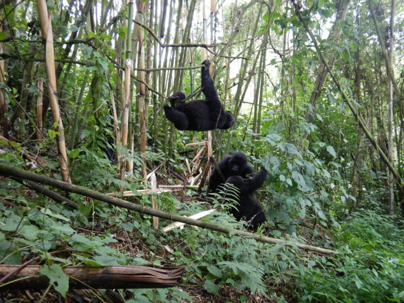 Gorillas playing in Uganda women only adventures