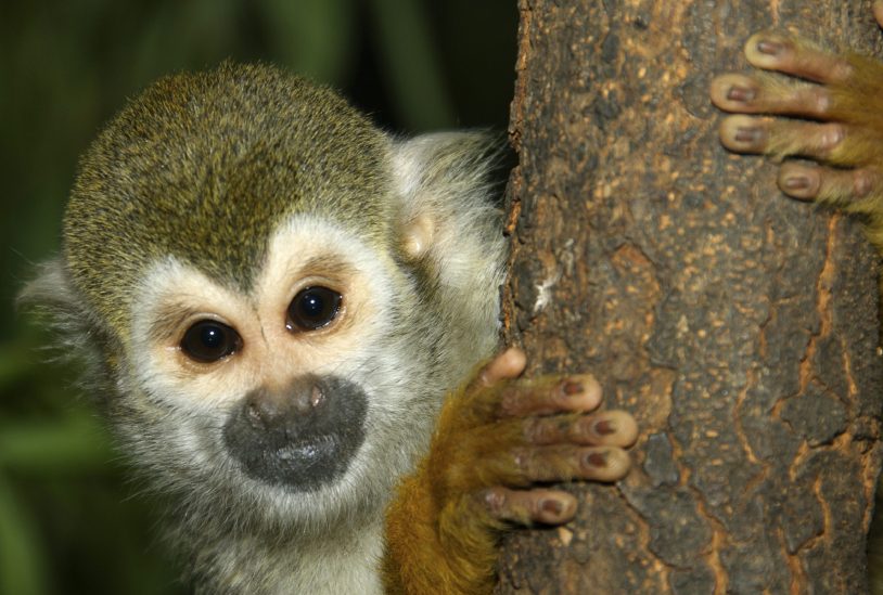Endangered squirrel monkey in Corcovado.