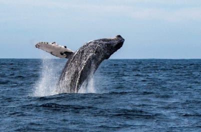 Baja: Whale Watching, Glamping, & Surfing