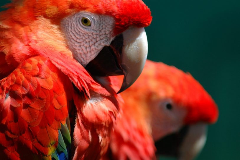 Two bright red Macaws from Costa Rica
