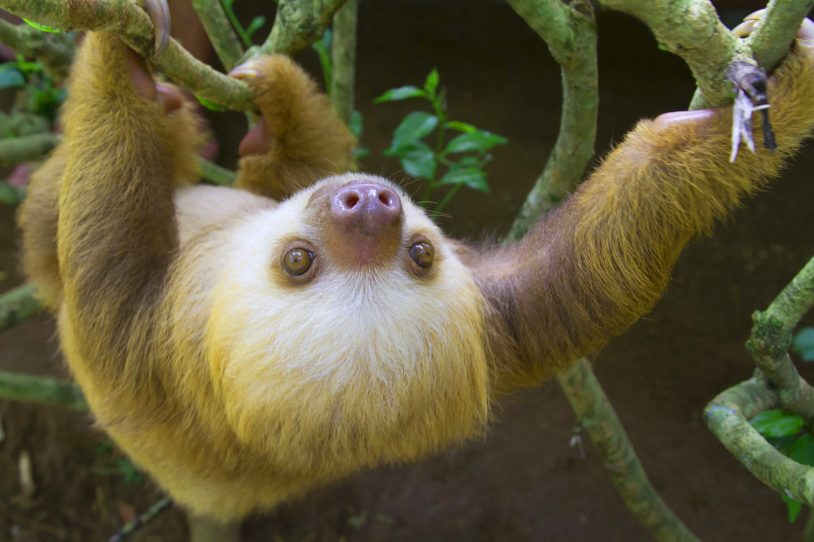 Two toed sloth hanging upside down on vines
