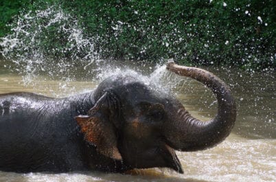 Thai Elephant enjoying a bath.