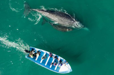 Whale Watching in Baja Mexico with AdventureWomen