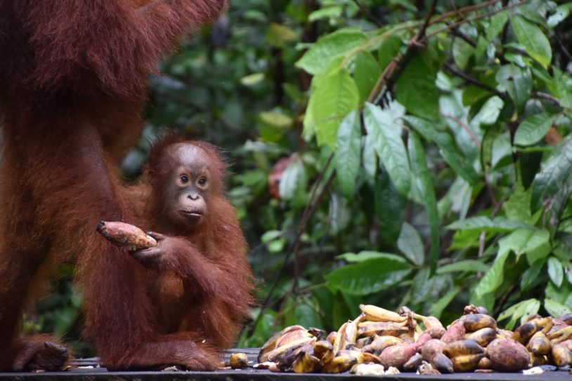 Baby orangutan with sweet potato
