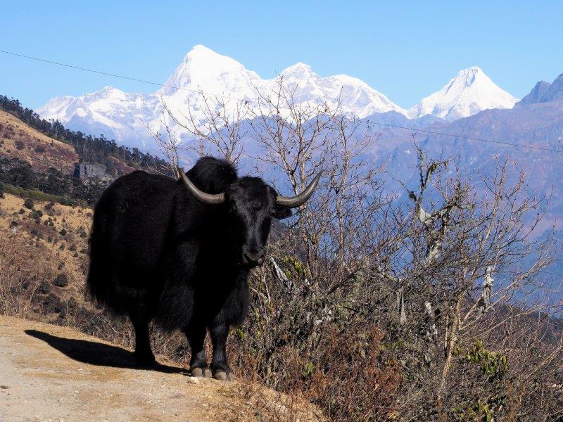 Bhutan Wildlife