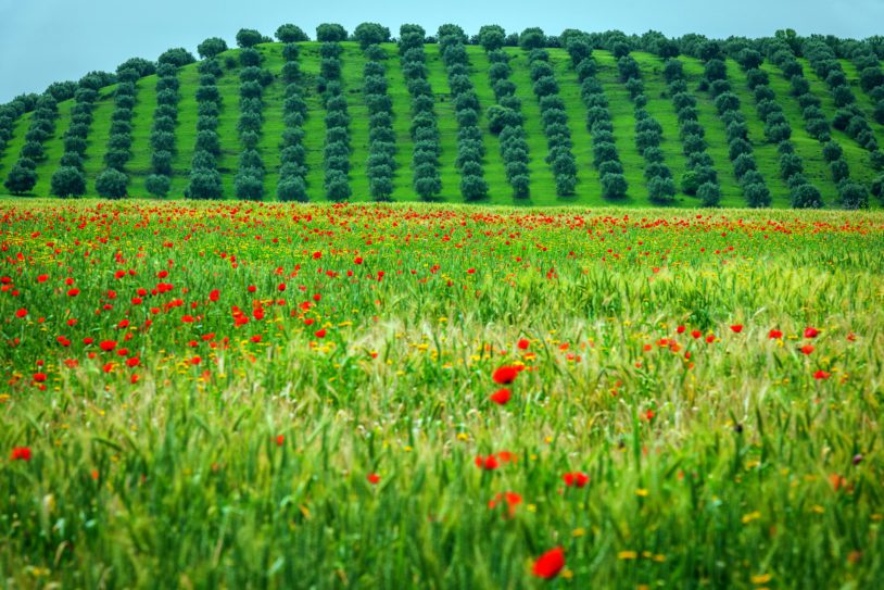 Poppy field behind the olive grove Meknes, Morocco,