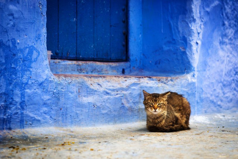 A cat in front of a door in Chefchaouen.