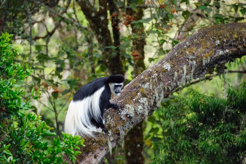 Colobus monkey sitting on a big branch in the tropical forest