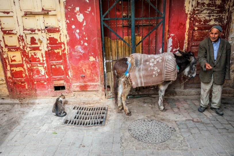 Donkey waiting on Fez Medina street,Morocco,
