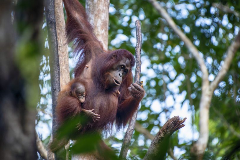 A female Bornean orangutan with her young baby in the tropical rainforest if Borneo. Orang Utans are critically endangered, mostly because their habitat has decreased rapidly due to logging, forest fires and the conversion from tropical forests into palm oil plantations.